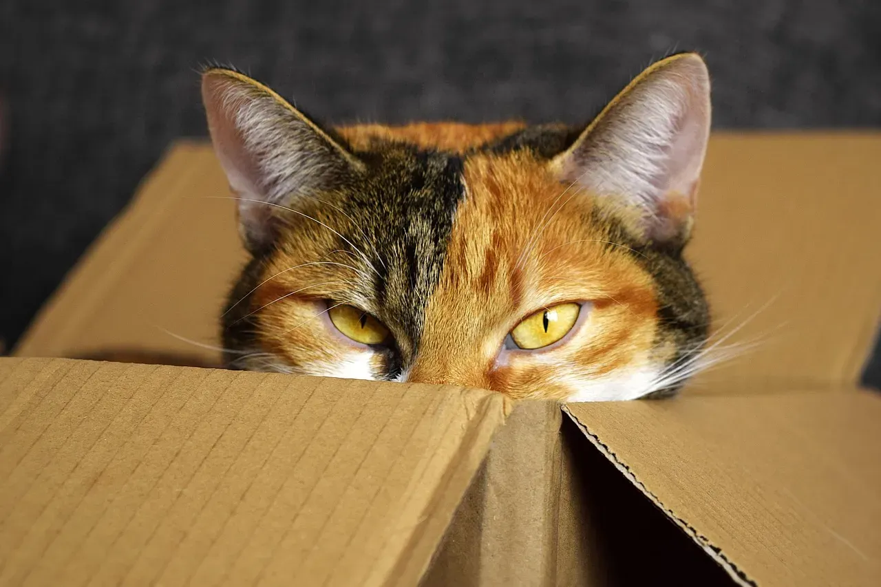 Your Cat's Wild Instincts Are Still Very Much Alive (Image Credits: Pixabay)