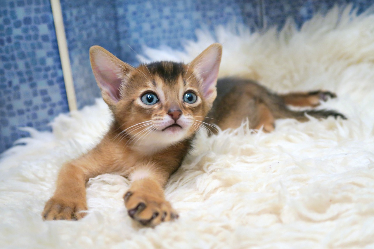 Abyssinian Kittens: The Clowns of the Cat World (Image Credits: Pixabay)