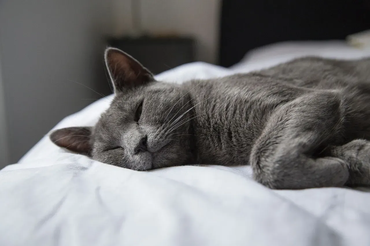 Your Cat’s “Cold Shoulder” Is Often a Huge Compliment (Image Credits: Pixabay)