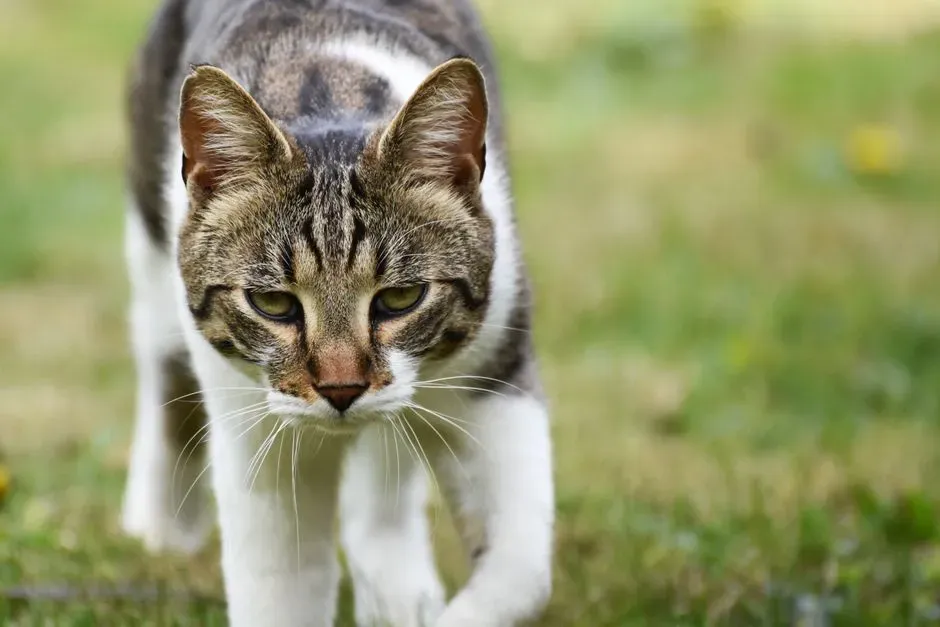 #2 She's Gathering Sensory Data Before Acting (Image Credits: Pexels)