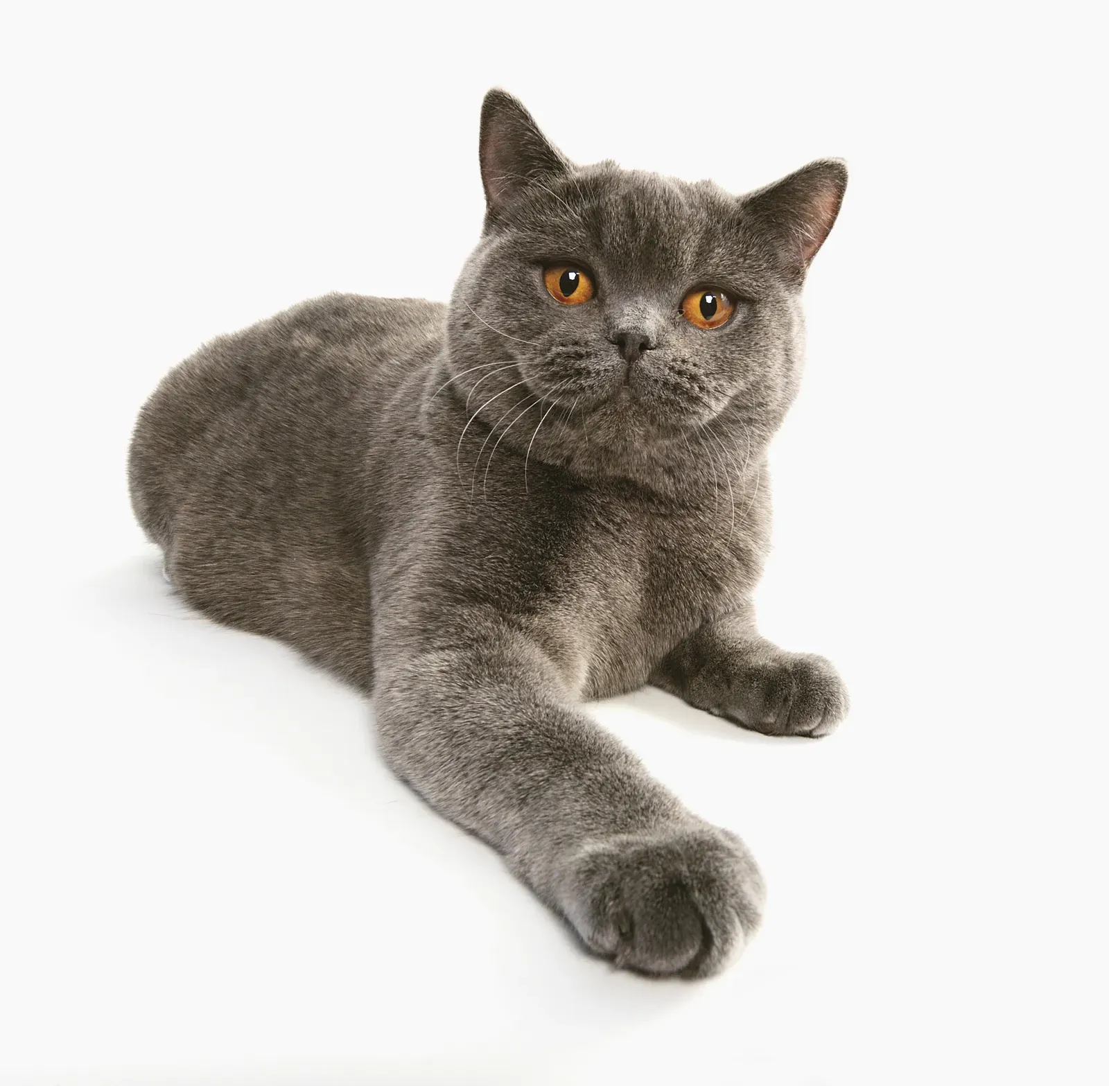 British Shorthair: The Independent Yet Affectionate Companion (Image Credits: Wikimedia)