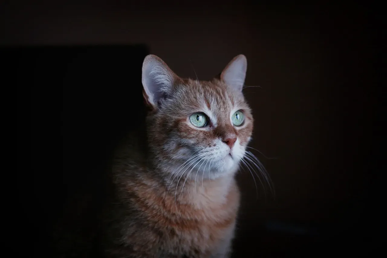 The Mystical Powers Attributed to Cats (Image Credits: Pixabay)