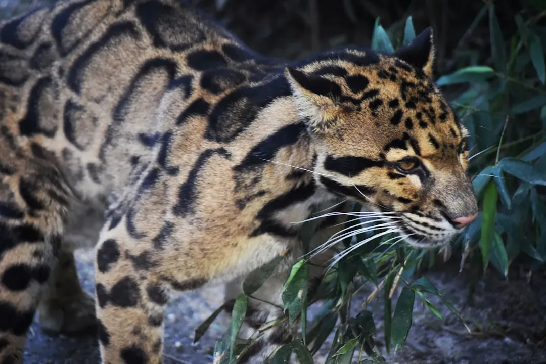 Forests So Thick You Could Walk Past a Leopard and Never Know (Image Credits: Unsplash)