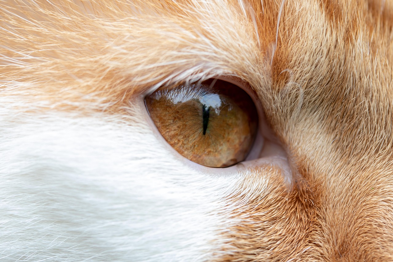 Constricted Pupils Signal Focused Aggression or Contentment (Image Credits: Pixabay)