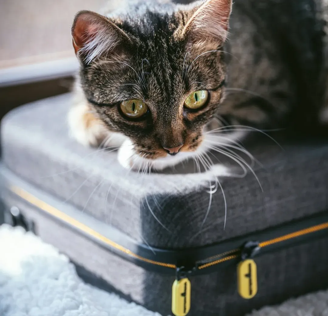 #15 - The Suitcase Zipper (And What It Really Means) (Image Credits: Unsplash)