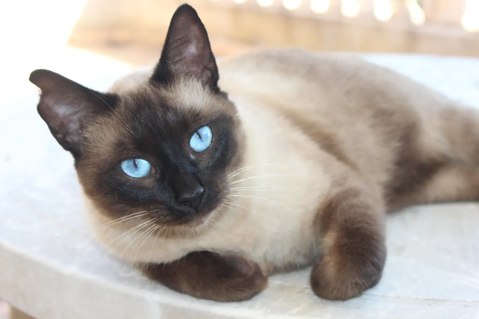 Siamese: The Velcro Cat (Image Credits: Wikimedia)
