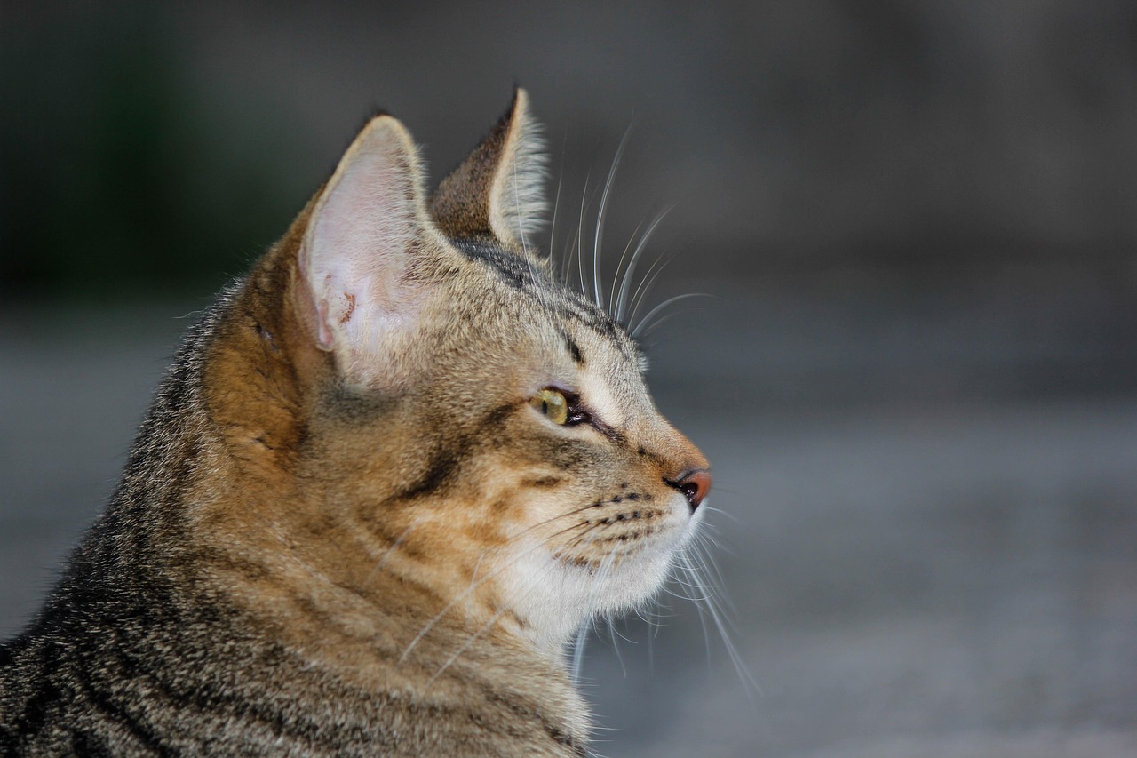 Conclusion (Image Credits: Pixabay)