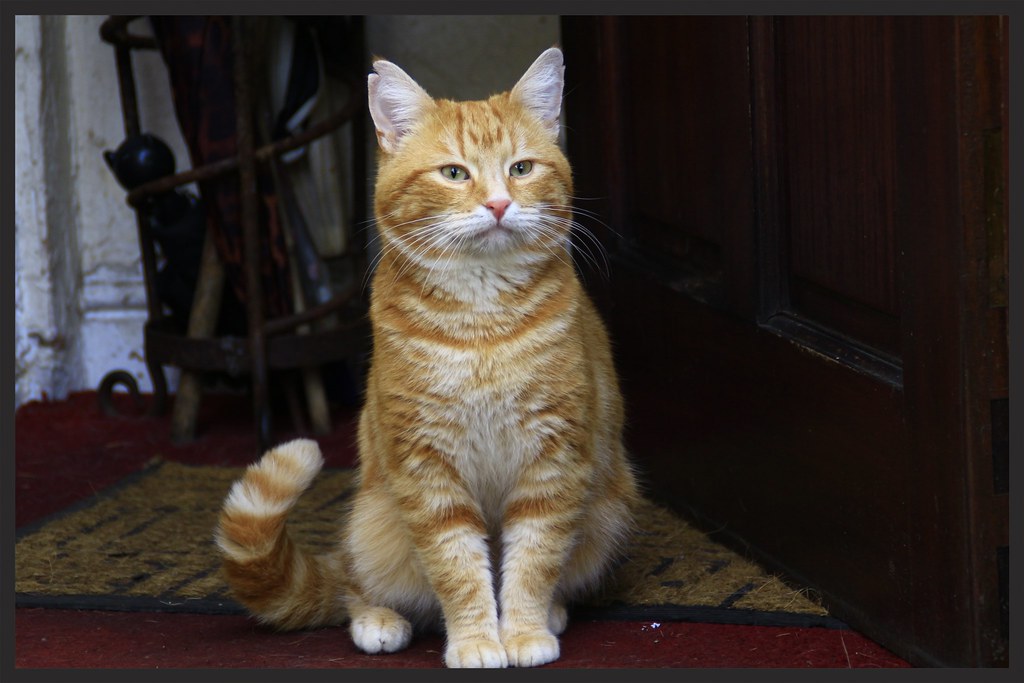 Their Incredible Hearing Gives Them the Upper Hand (Image Credits: Flickr)