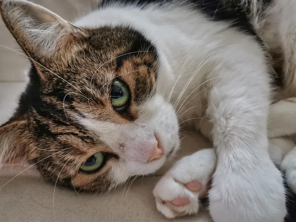 Conclusion (Drew de F Fawkes, Flickr, CC BY 2.0)