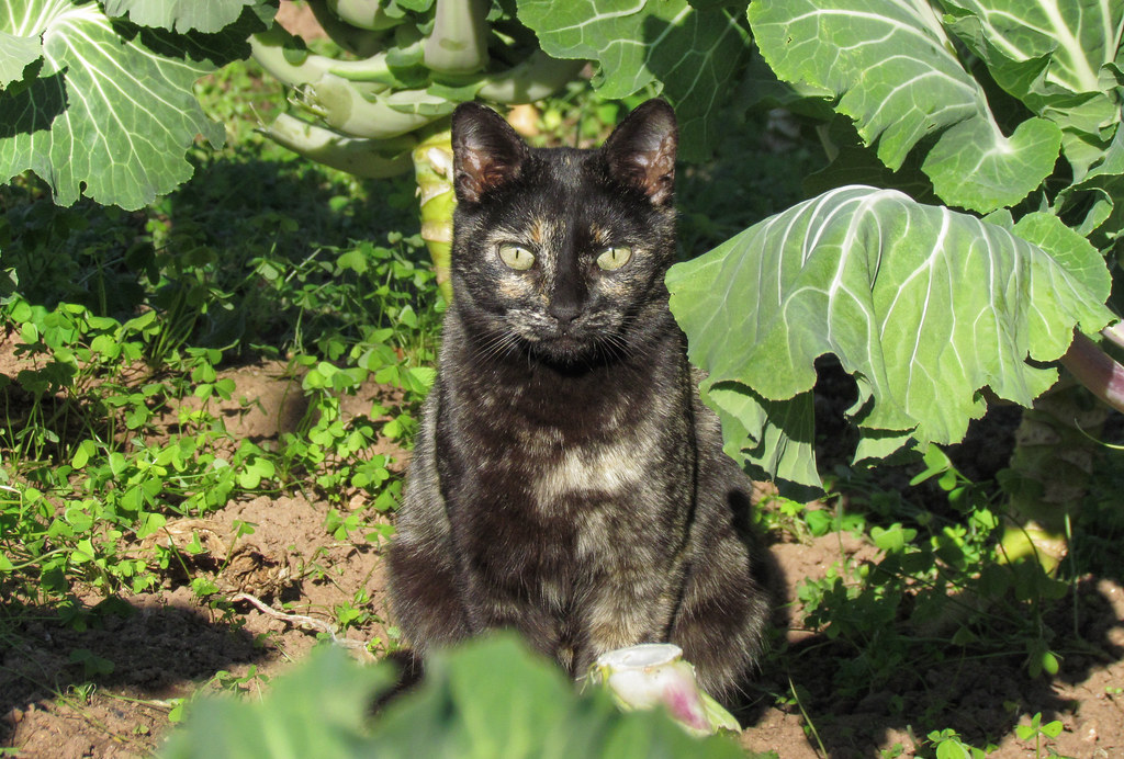 Common Mistakes in Cat Eye Contact Training (Image Credits: Flickr)