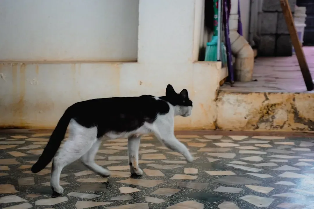 Pacing, Restlessness, and the Infamous "Zoomies" (Image Credits: Unsplash)