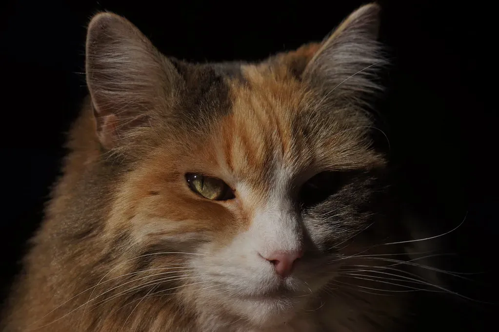 Understanding the Bitter Truth (Image Credits: Flickr)