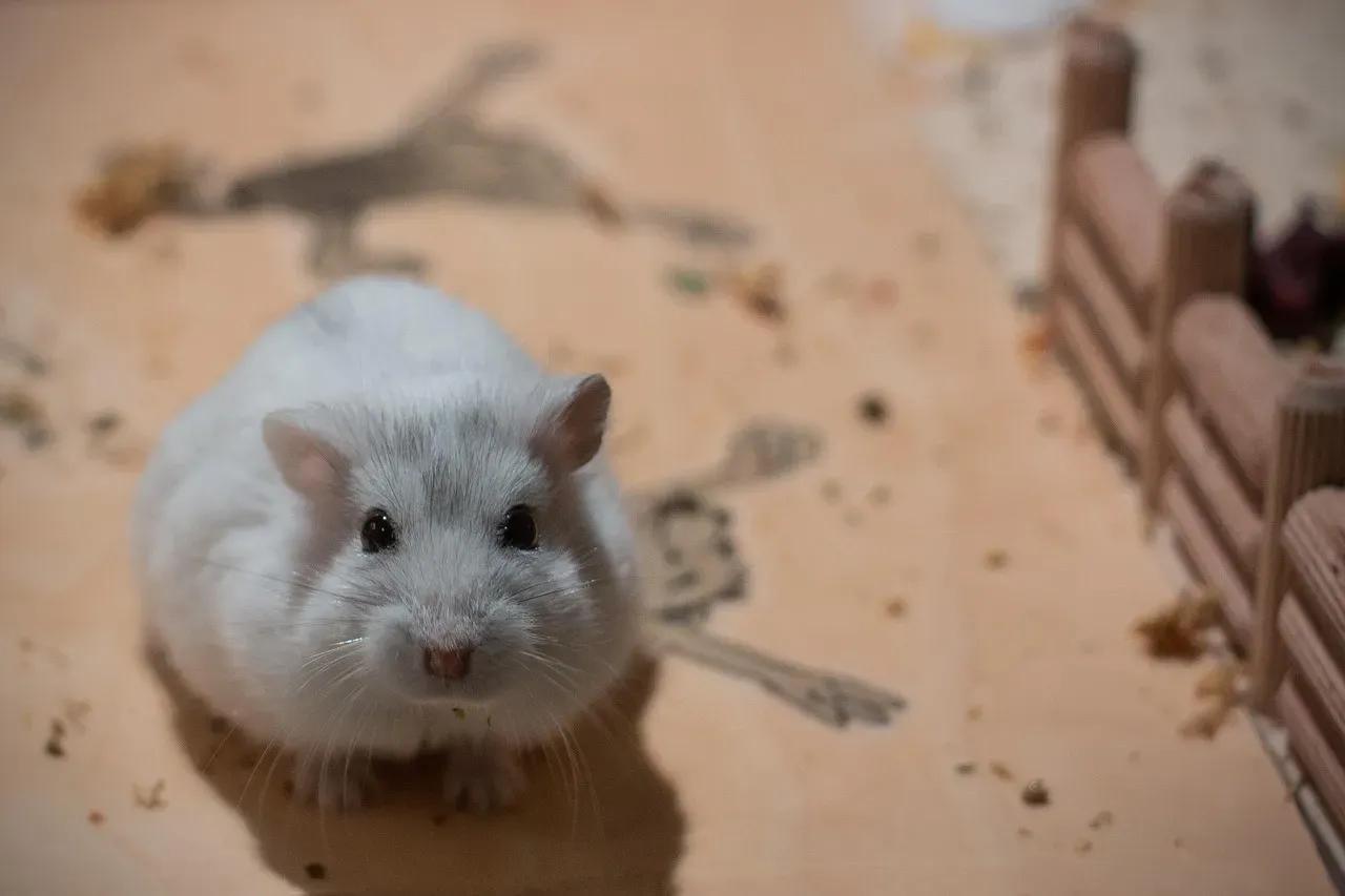 #4 Dwarf hamsters (Image Credits: Pixabay)