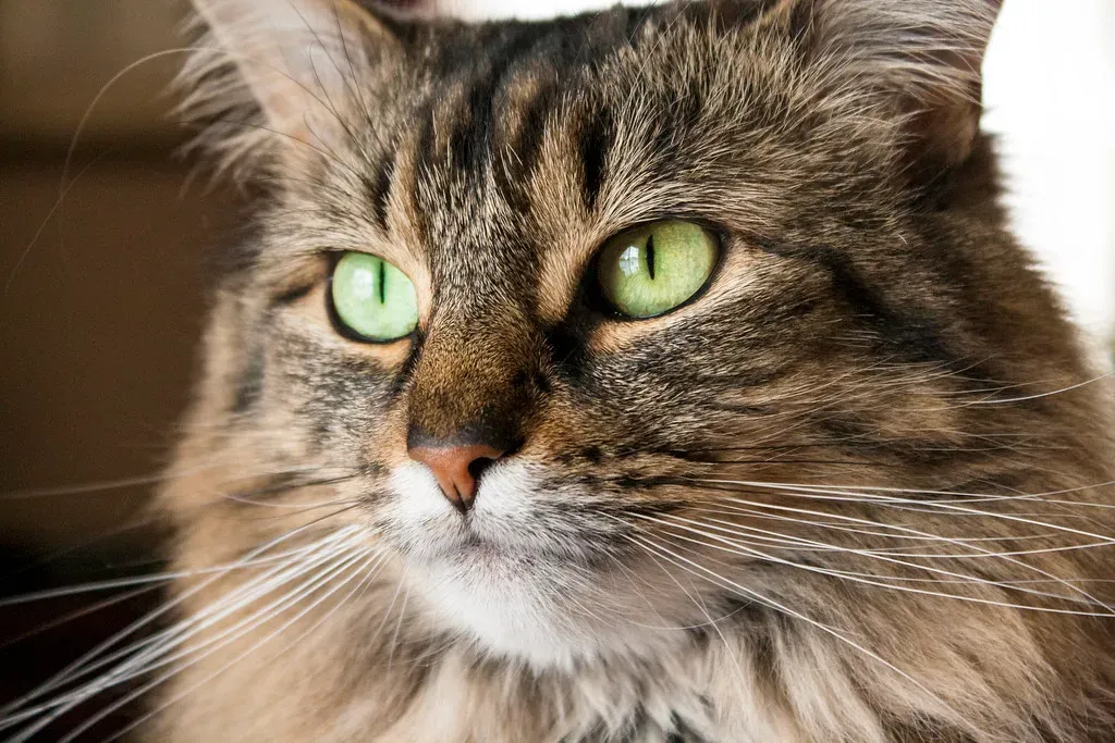 Potential Digestive Issues to Watch For (Image Credits: Flickr)