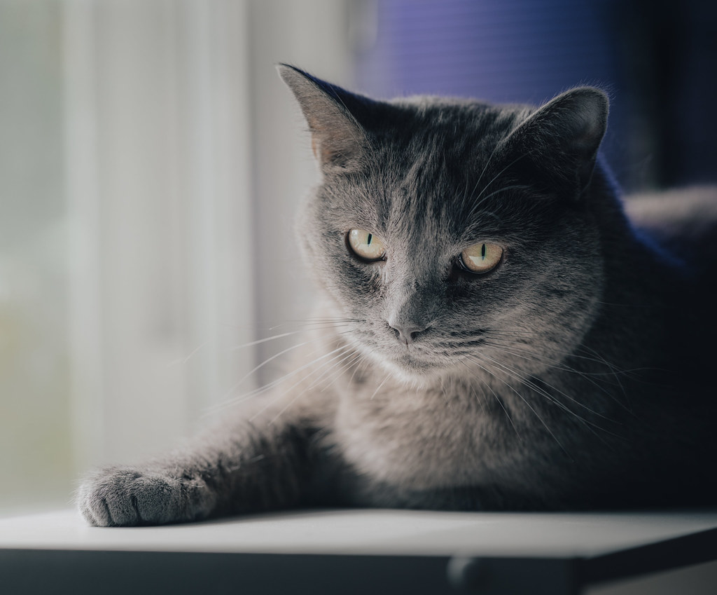 Russian Blue - The Anxious Perfectionist (Image Credits: Flickr)