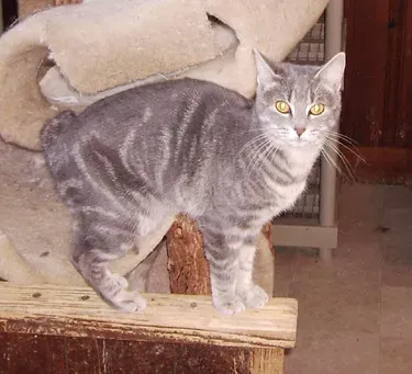 The Quivering Tail: Excitement Overload (Image Credits: Flickr)