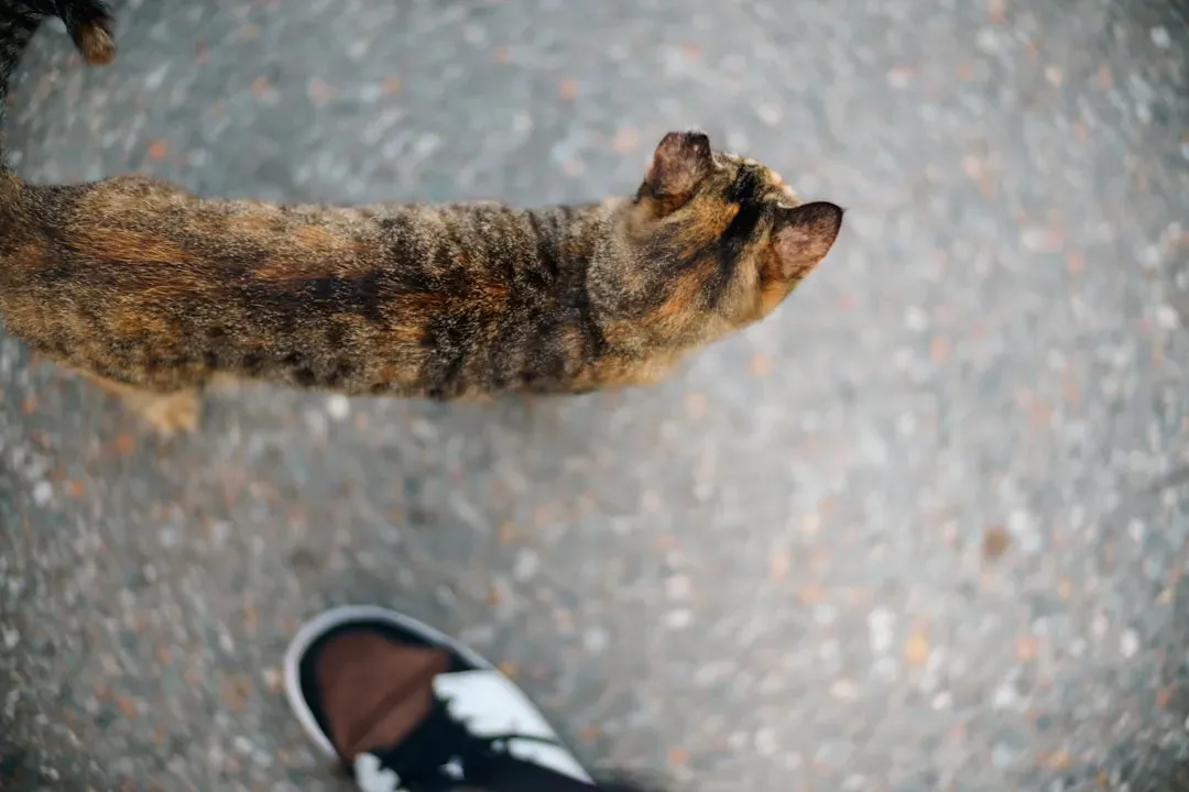 10. Your Footsteps, Keys, and Every Sound That Means You're Coming (Image Credits: Unsplash)