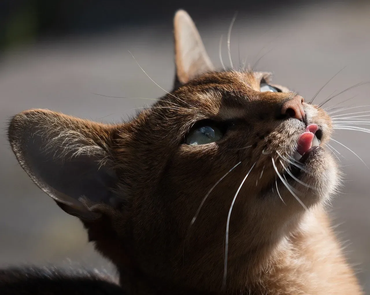 Abyssinian: The Busybody Who Never Stops (Image Credits: Pixabay)