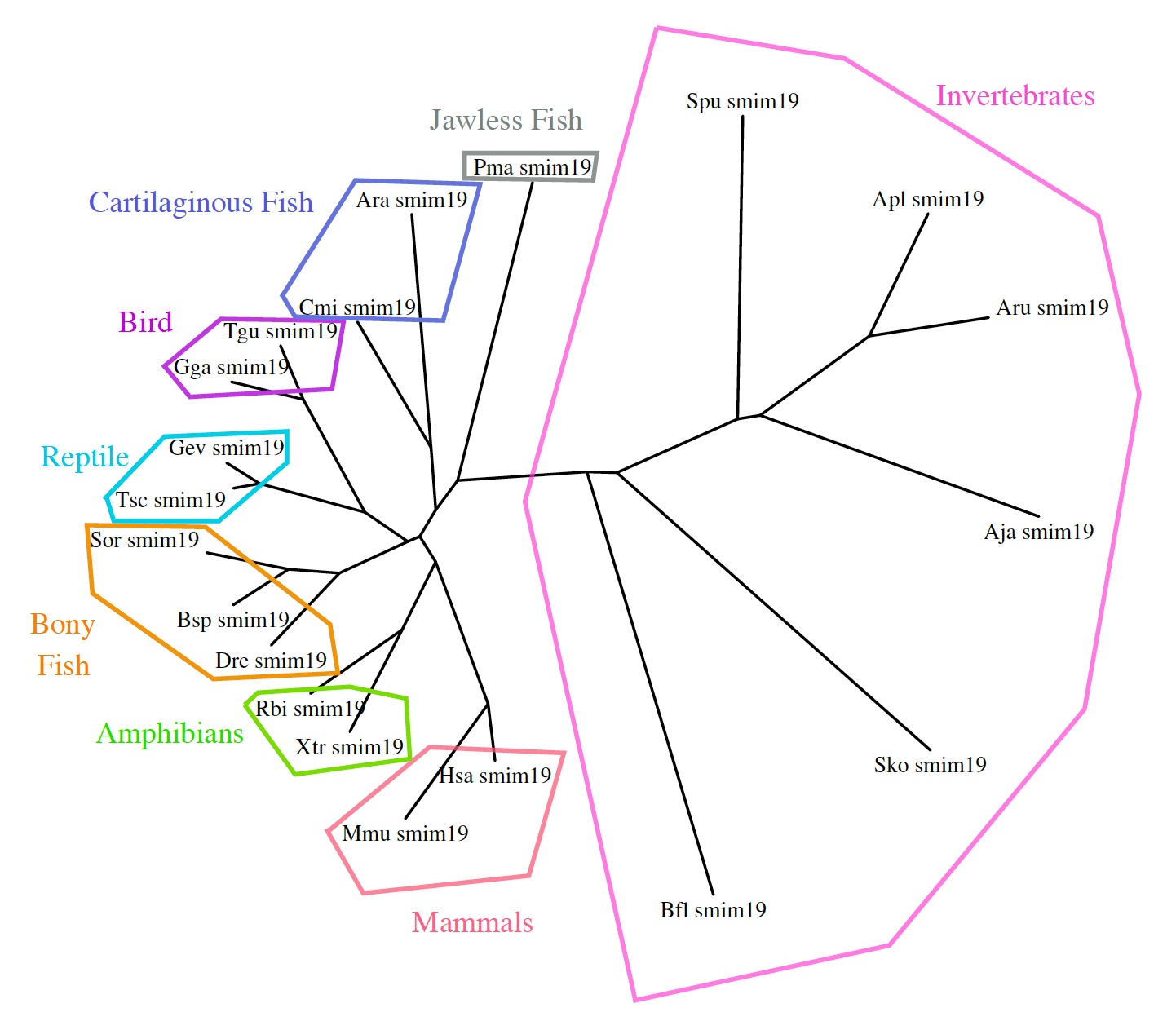Modern Taxonomic Chaos (Image Credits: Wikimedia)
