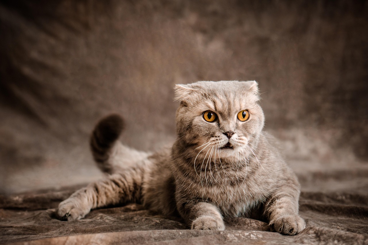 Scottish Fold (Image Credits: Pixabay)