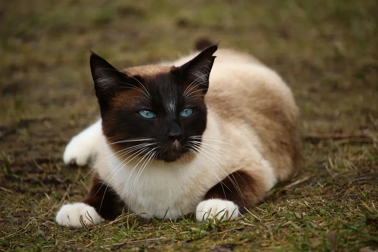 Siamese: The Bold Communicator (Image Credits: Pixabay)