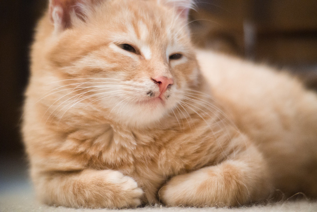 The Science Behind the Slow Blink (Image Credits: Flickr)