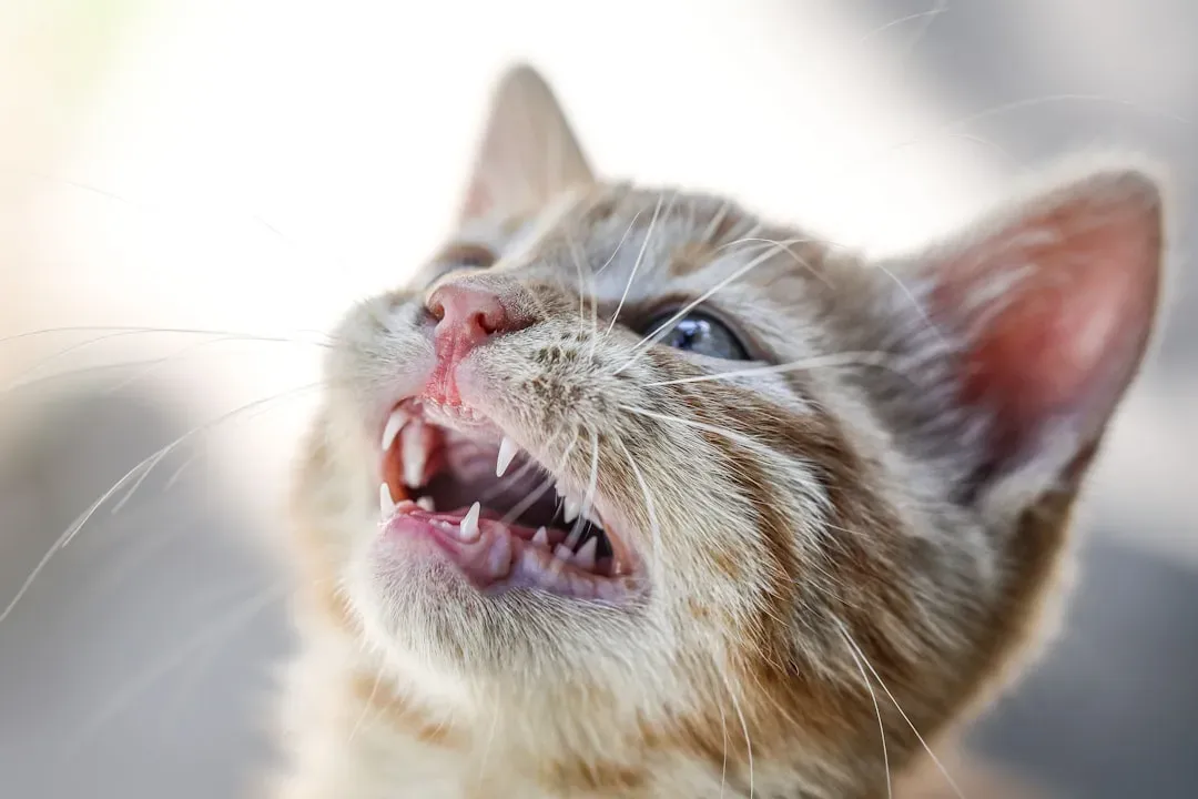 3. Neglecting Your Cat's Dental Health Entirely (Image Credits: Unsplash)