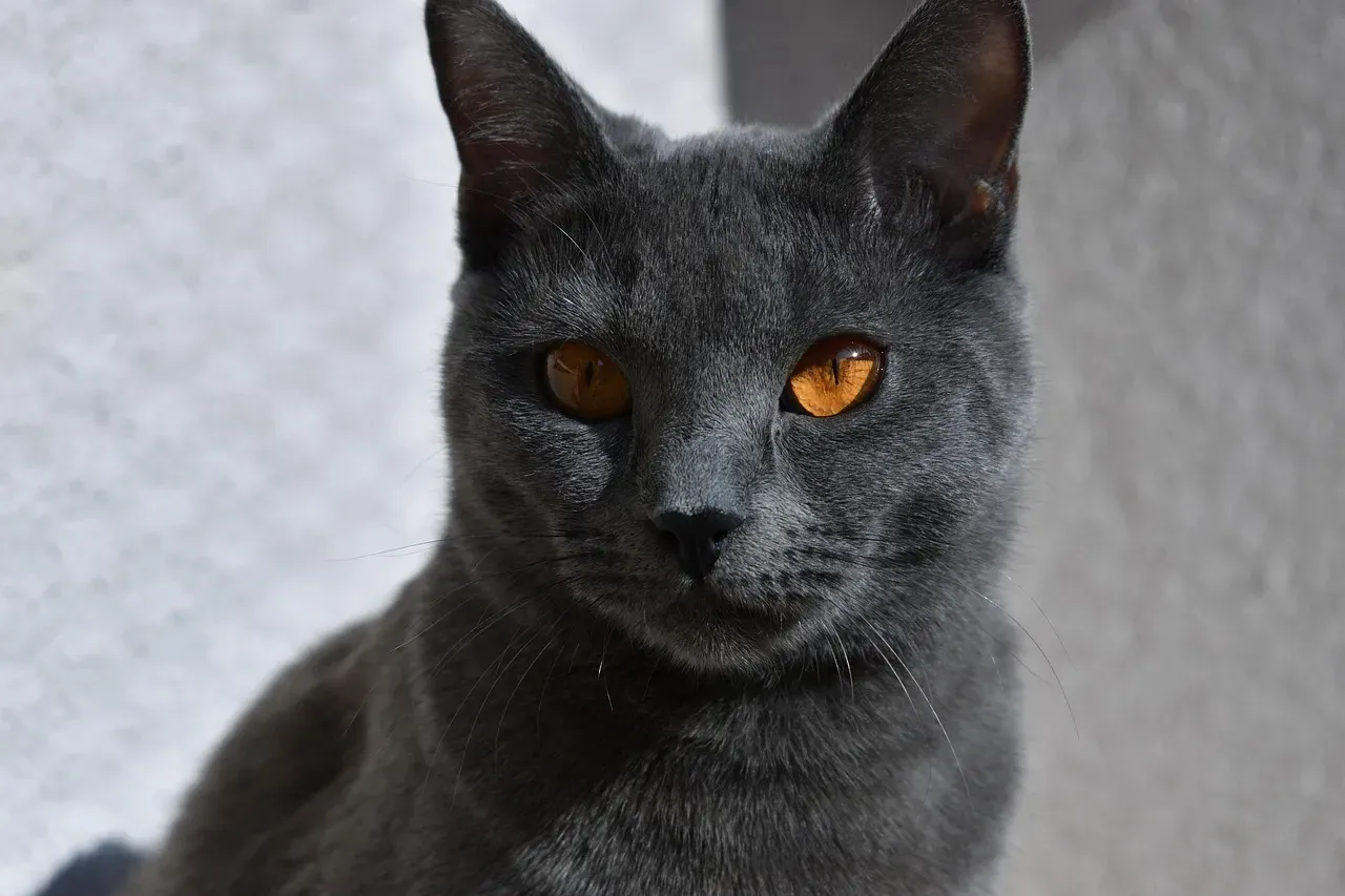 9. Chartreux: Stealth and Patience Personified (Image Credits: Pixabay)