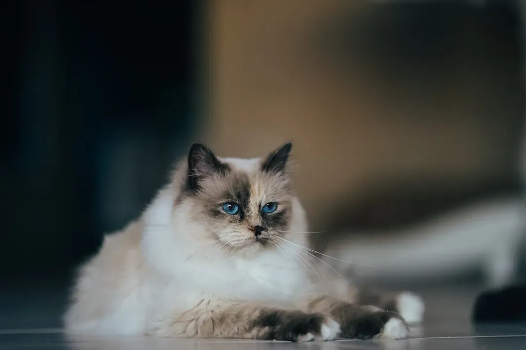 2. Ragdoll: The Cat That Goes Limp with Love (Image Credits: Unsplash)