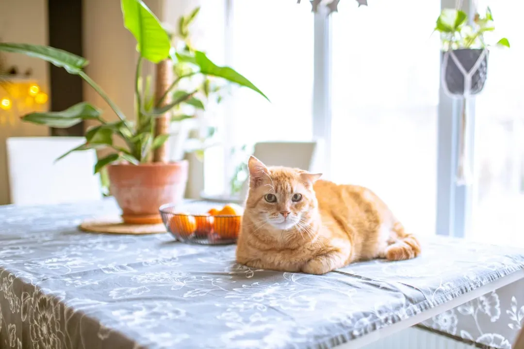 #4 Human medications left on nightstands or counters (Image Credits: Unsplash)