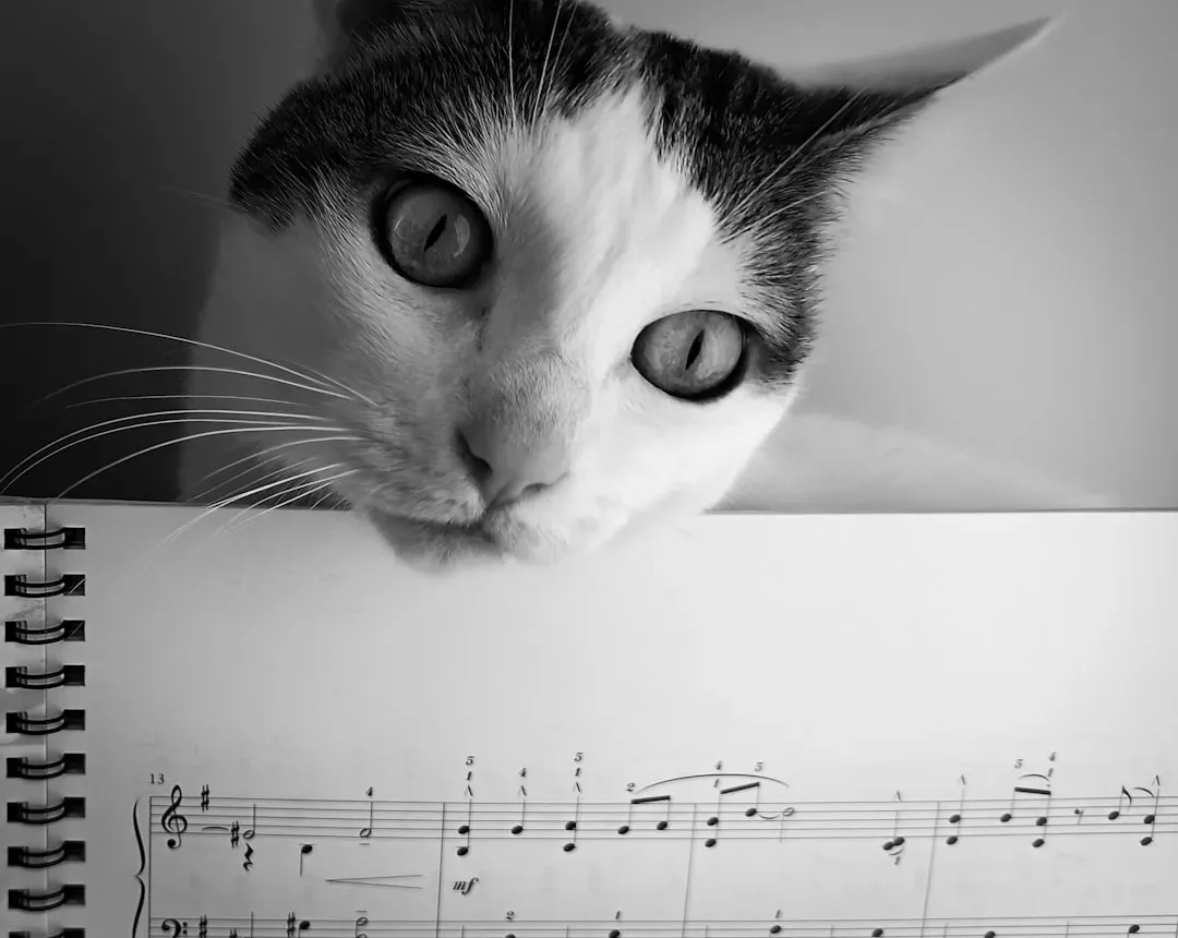 How to Use Music to Improve Your Cat's Daily Life (Image Credits: Unsplash)