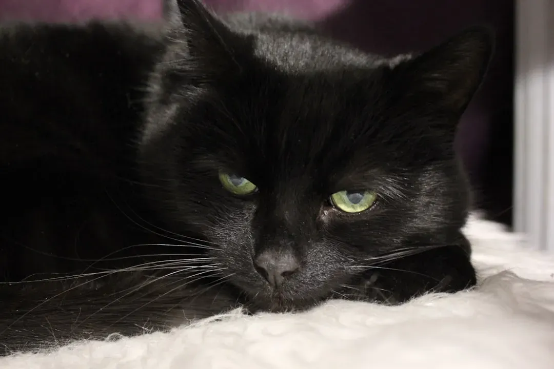 Cats Have Nine Lives (Image Credits: Unsplash)