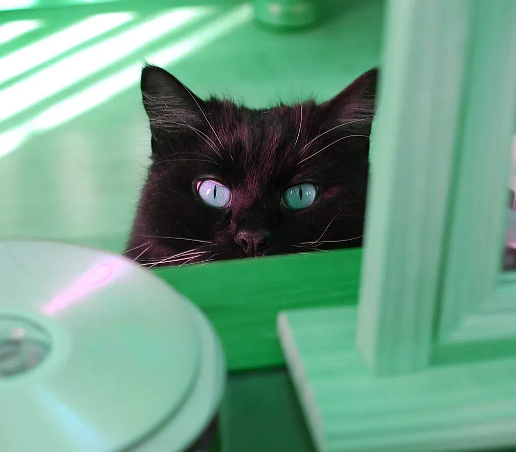 The Final Blueprint: Your Home According to Feline Building Codes (Image Credits: Flickr)