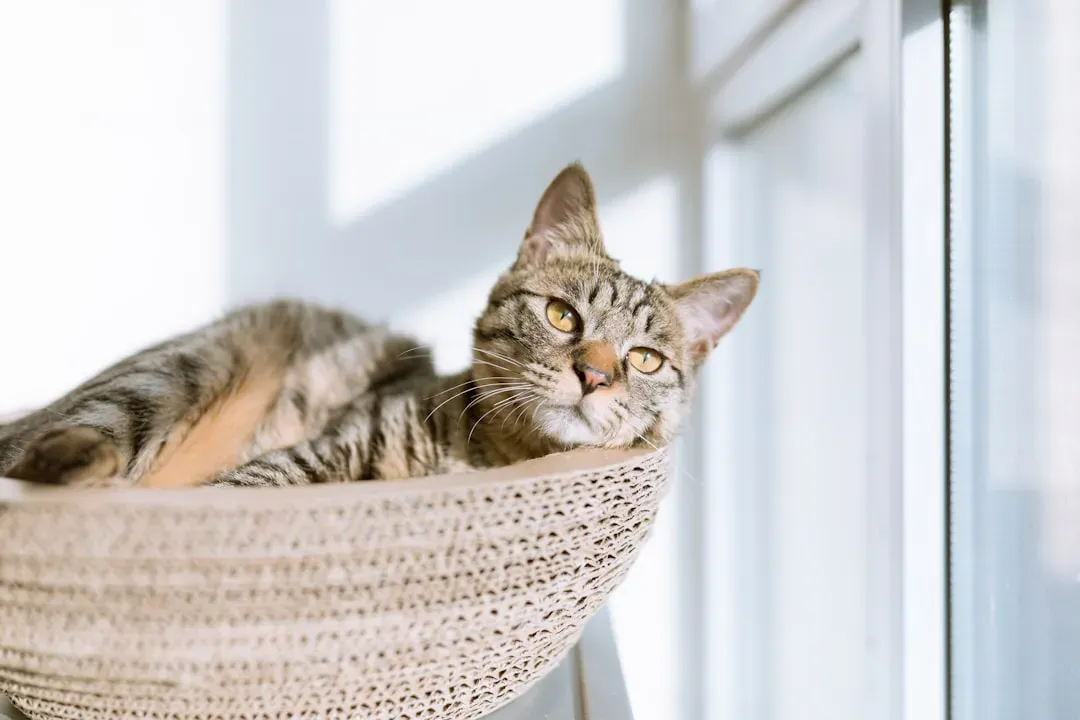 Final Thoughts: Your Cat Deserves Better Than Myths (Image Credits: Unsplash)