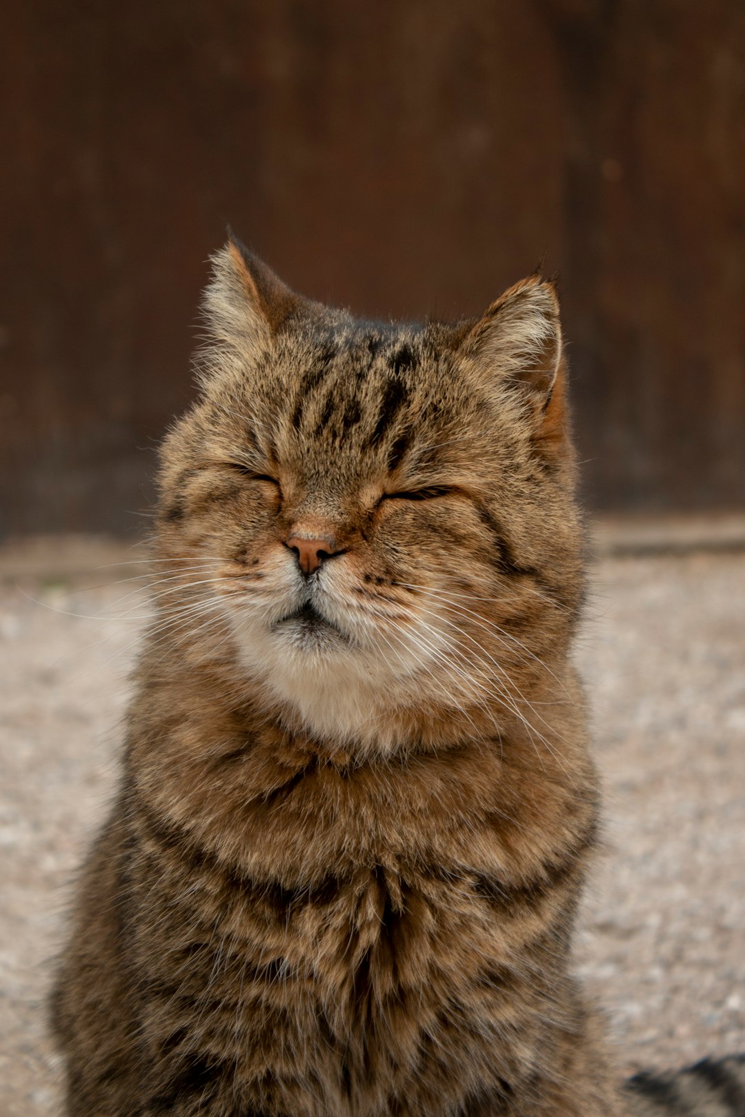 The Slow Blink: Your Cat's Kiss (Image Credits: Unsplash)