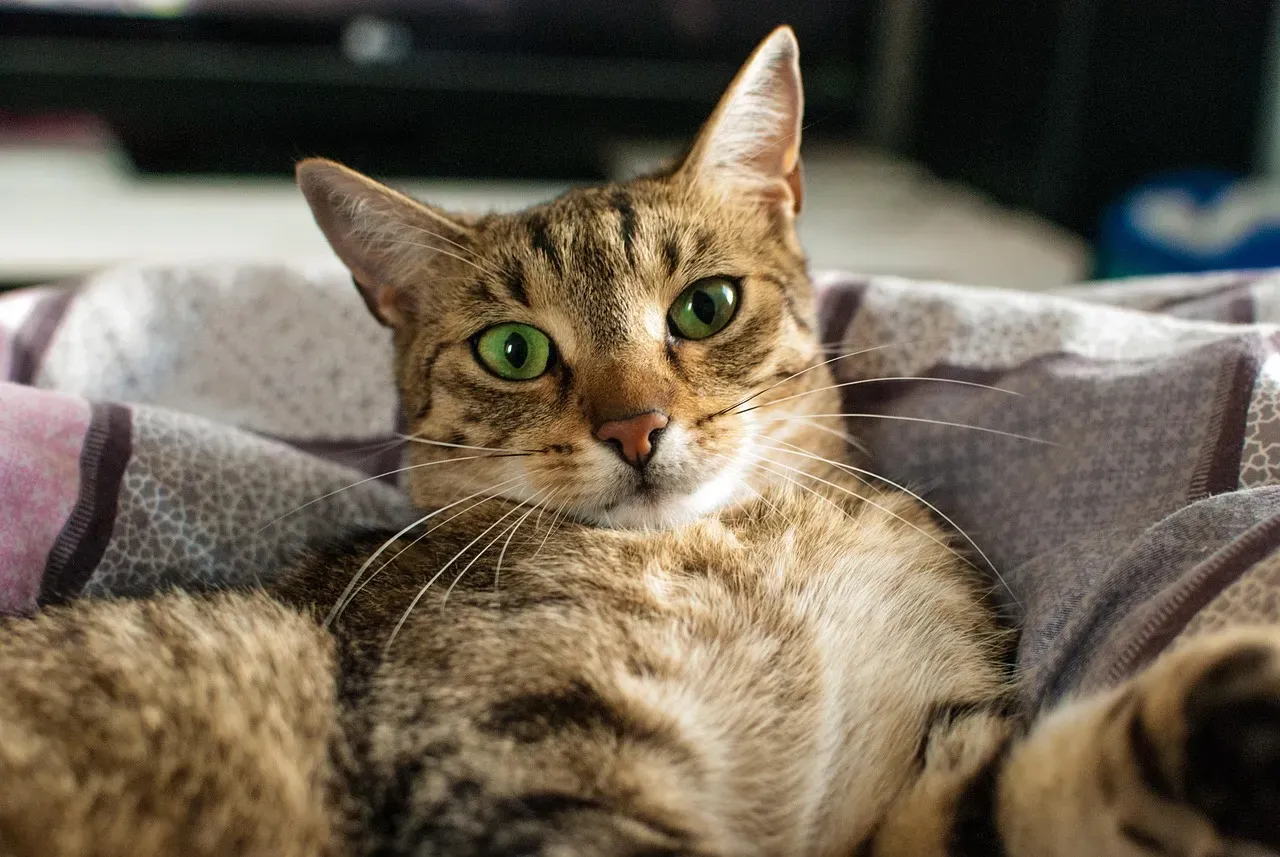 #24 - Assuming the Cat Understands Full Sentences (Image Credits: Pixabay)
