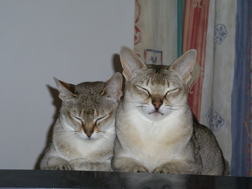 Singapura Cats (Image Credits: Flickr)