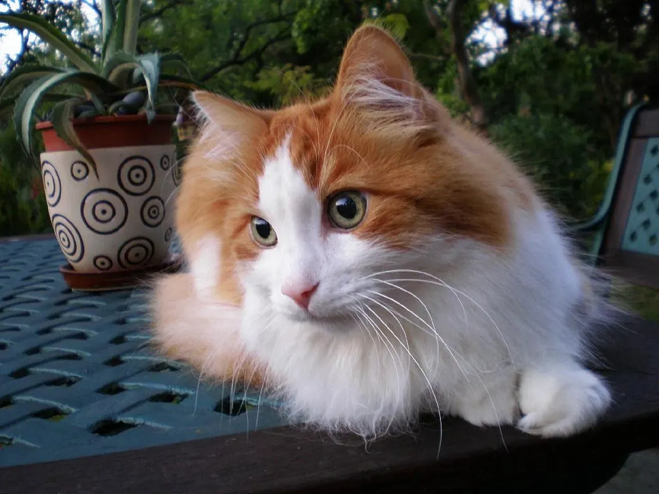 17. Turkish Van: The Independent Adventurer (Image Credits: Pixabay)
