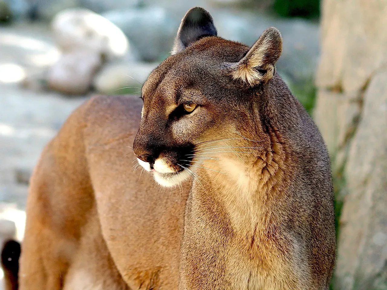 Conclusion: Living on a Continent of Hidden Cats (Image Credits: Pixabay)