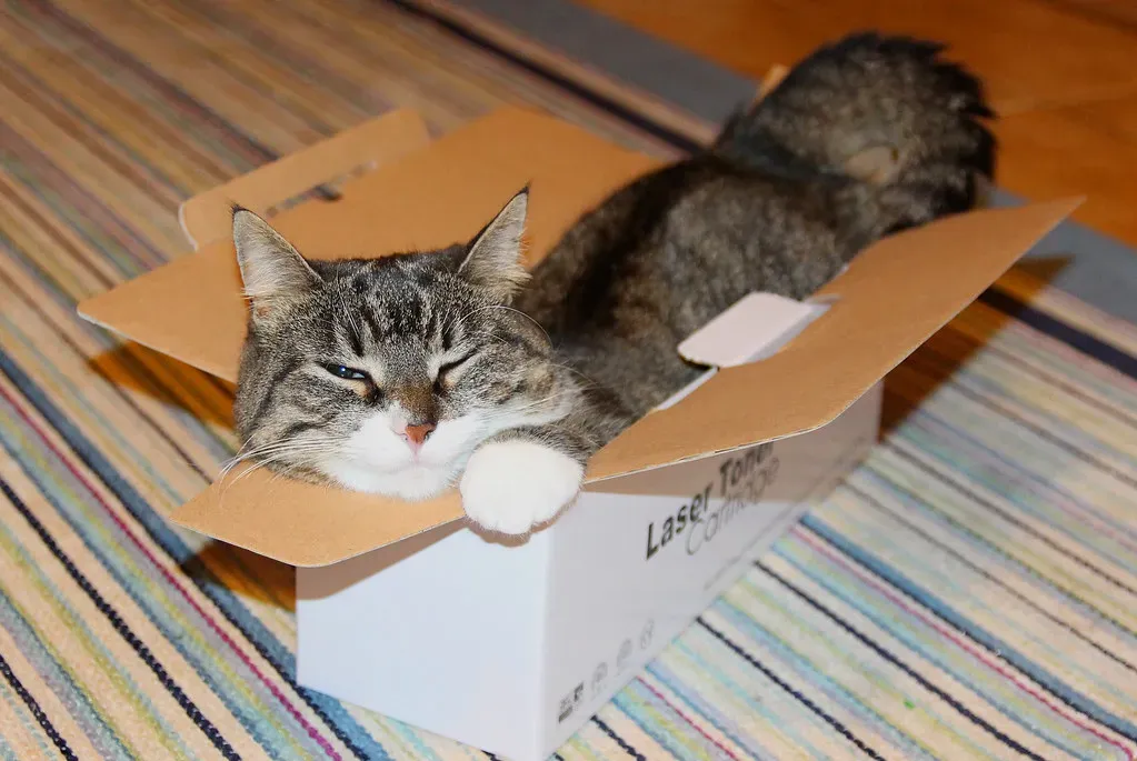 Conclusion: Understanding What Your Cat Really Needs (Image Credits: Flickr)