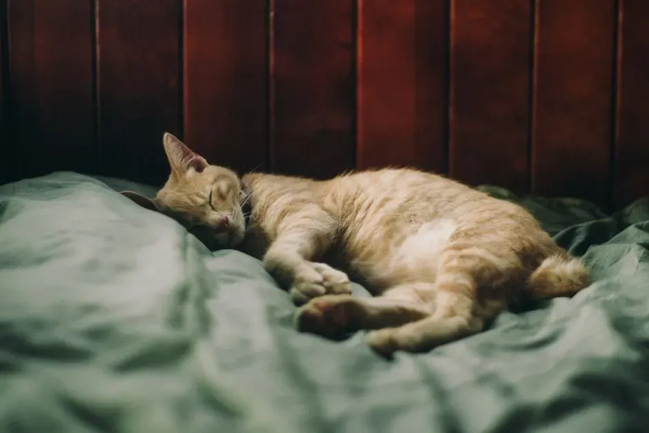 #4 - Sleeping Belly-Up in the Open (Image Credits: Pexels)
