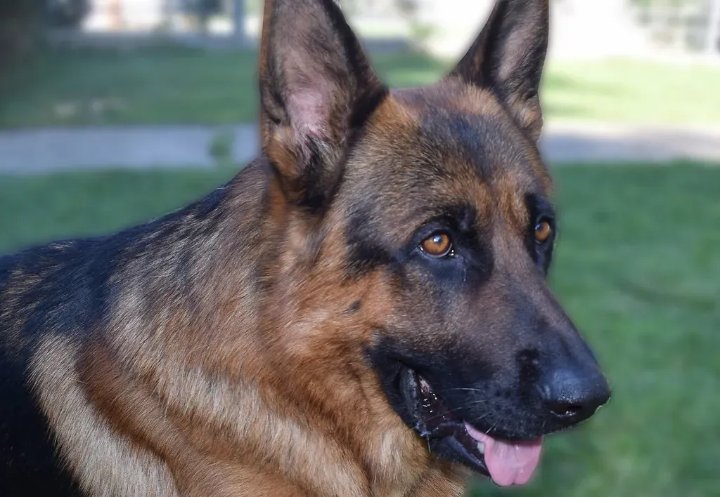 9. German Shepherd (Image Credits: Flickr)