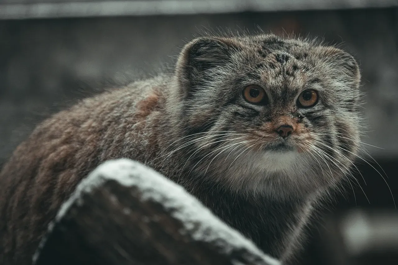 5. Pallas’s Cat: The Fluffy Grouch Built for Brutal Cold (Image Credits: Pixabay)