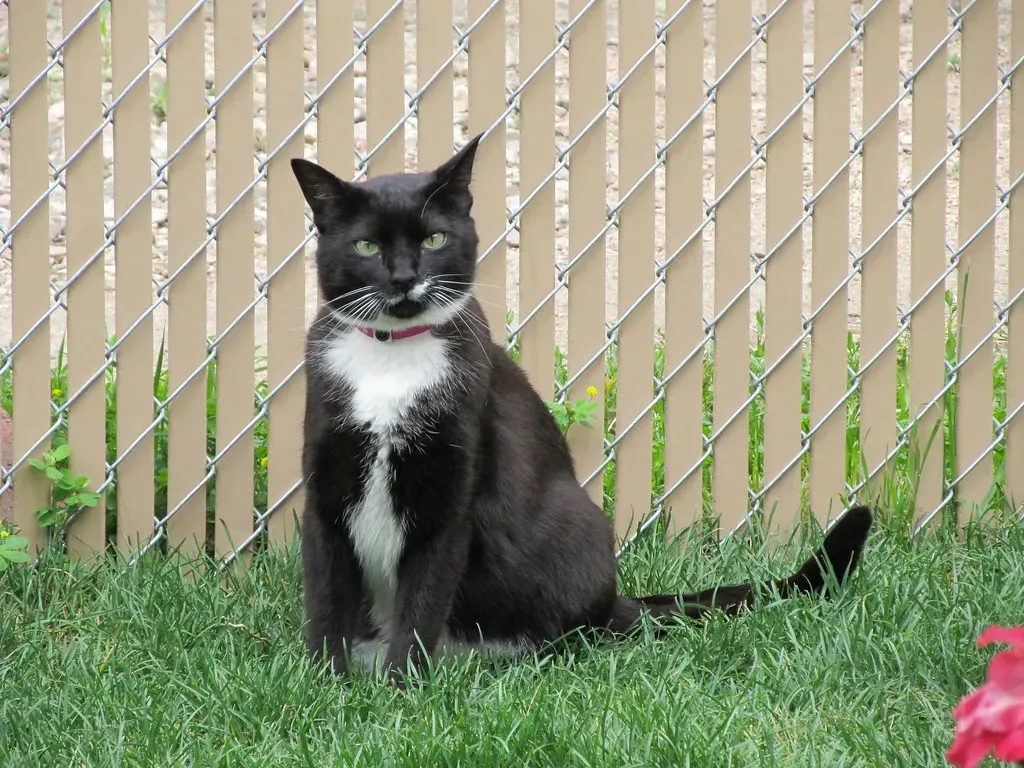 Why We Misread Feline Independence as Cold Indifference (Image Credits: Flickr)