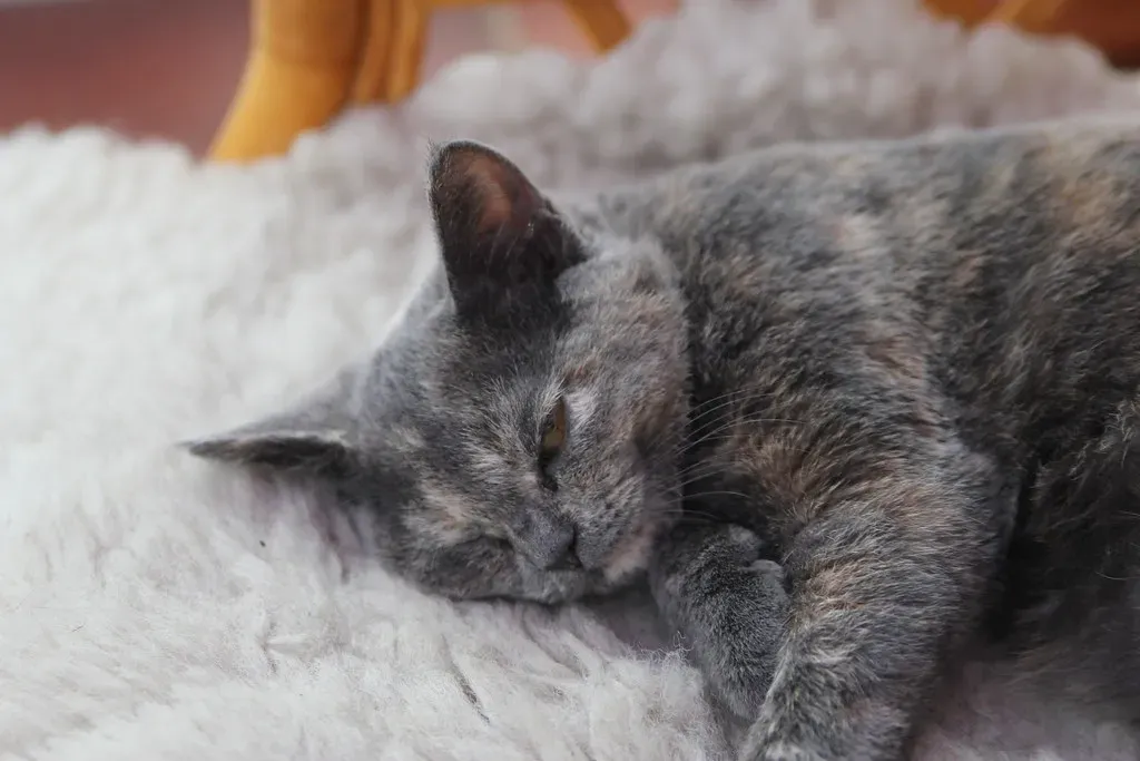 Your Indoor Cat Is Conserving Energy Like a Wild Predator (Image Credits: Flickr)