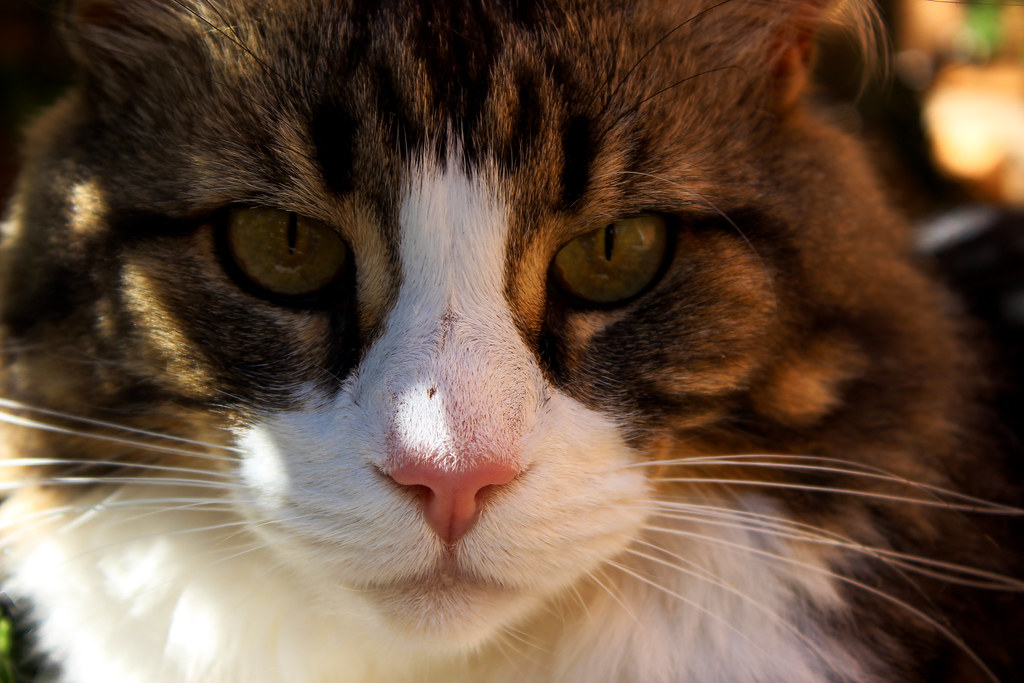 Changes in Eye Brightness Reflect Overall Well-Being (Image Credits: Flickr)