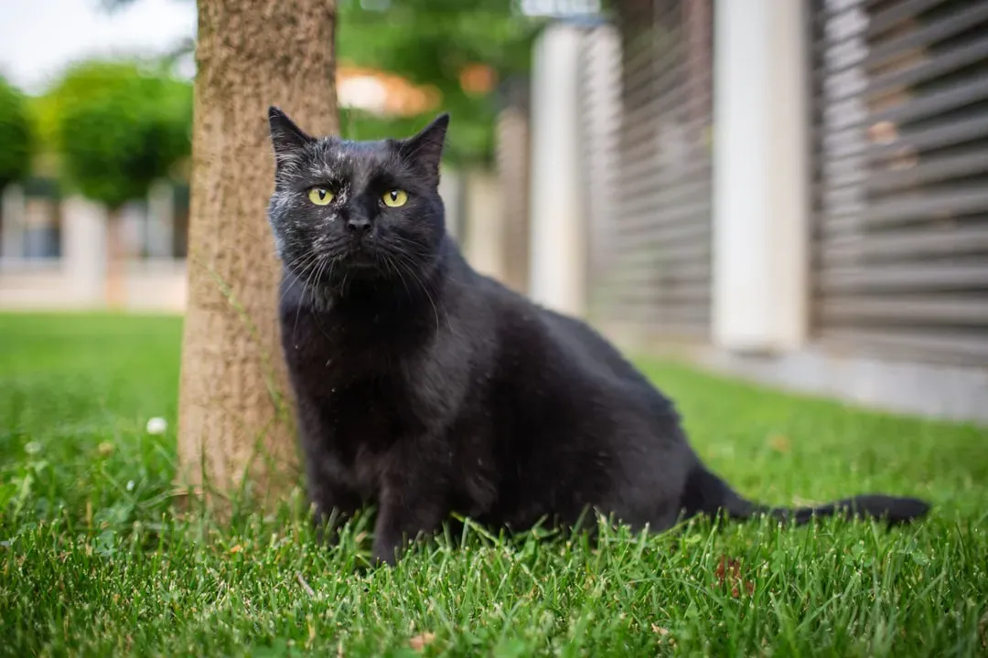 Bombay: The Rough-and-Tumble Panther Lookalike (Image Credits: Unsplash)