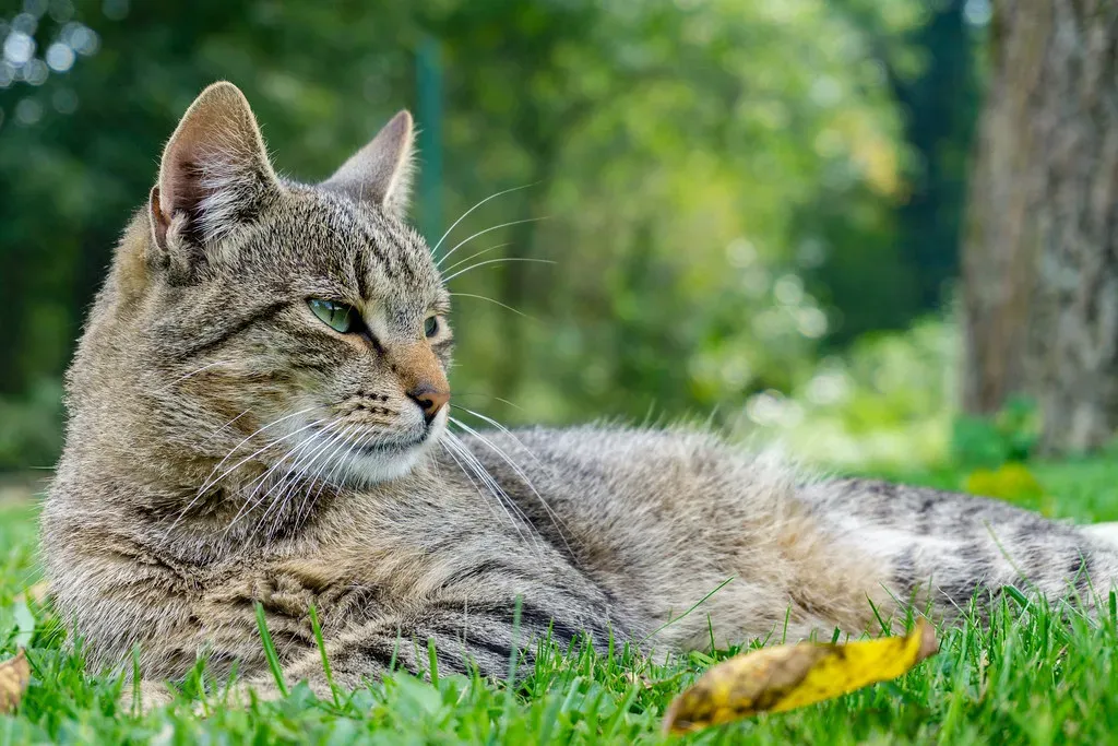 Cats Don't Have an Alpha Hierarchy - But They Do Have Control (CzapyX, Flickr, CC BY 2.0)