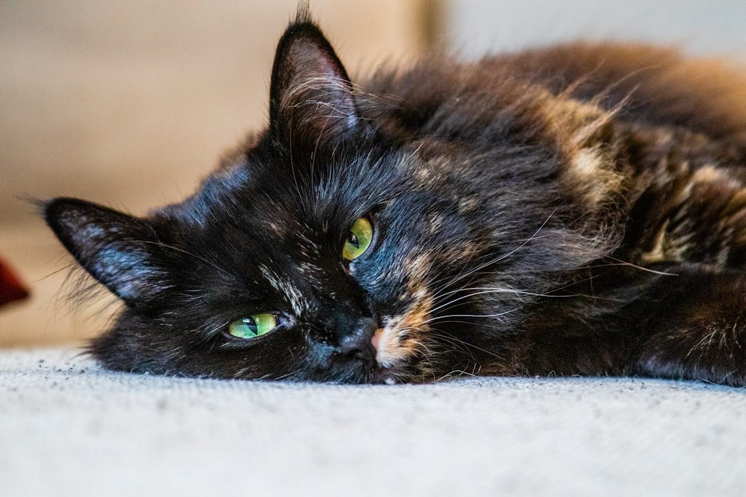 Truth 4: Arthritis Affects Most Senior Cats but Often Goes Undetected (Image Credits: Unsplash)