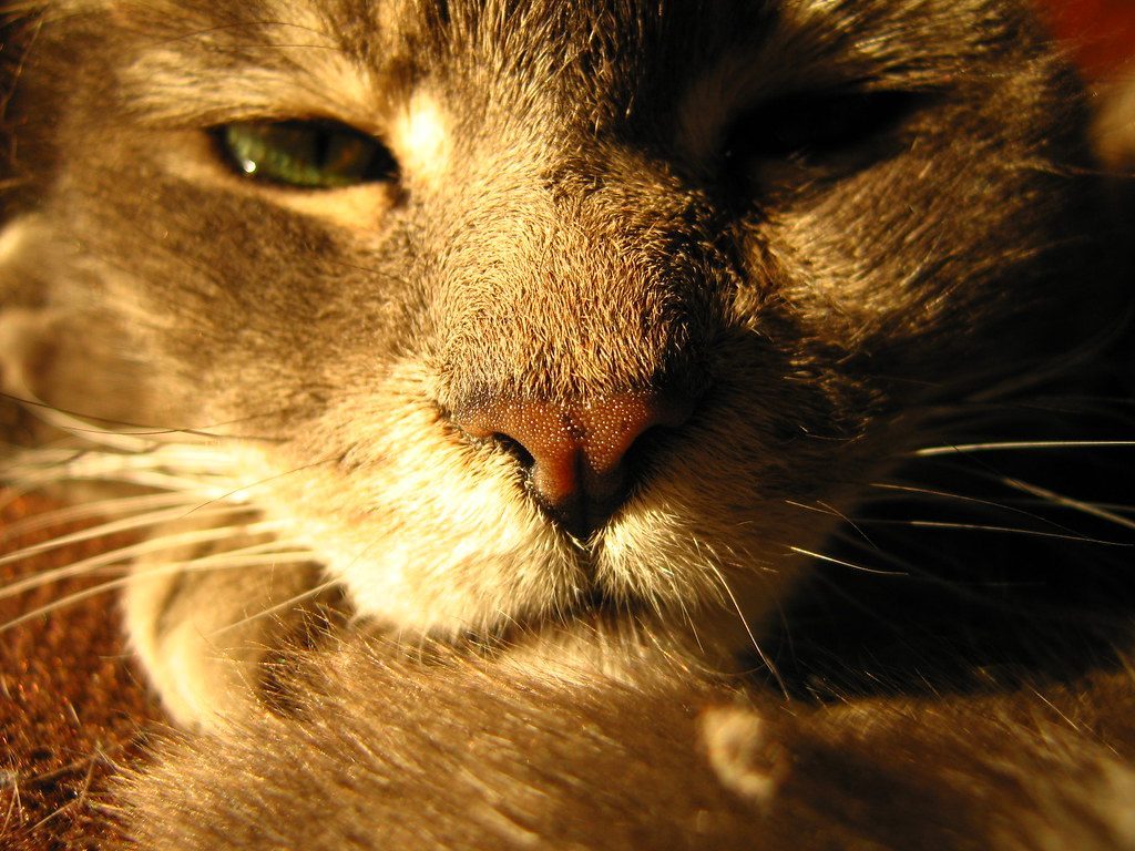 Your Cat Can Smell Stories You'll Never Know (Image Credits: Flickr)